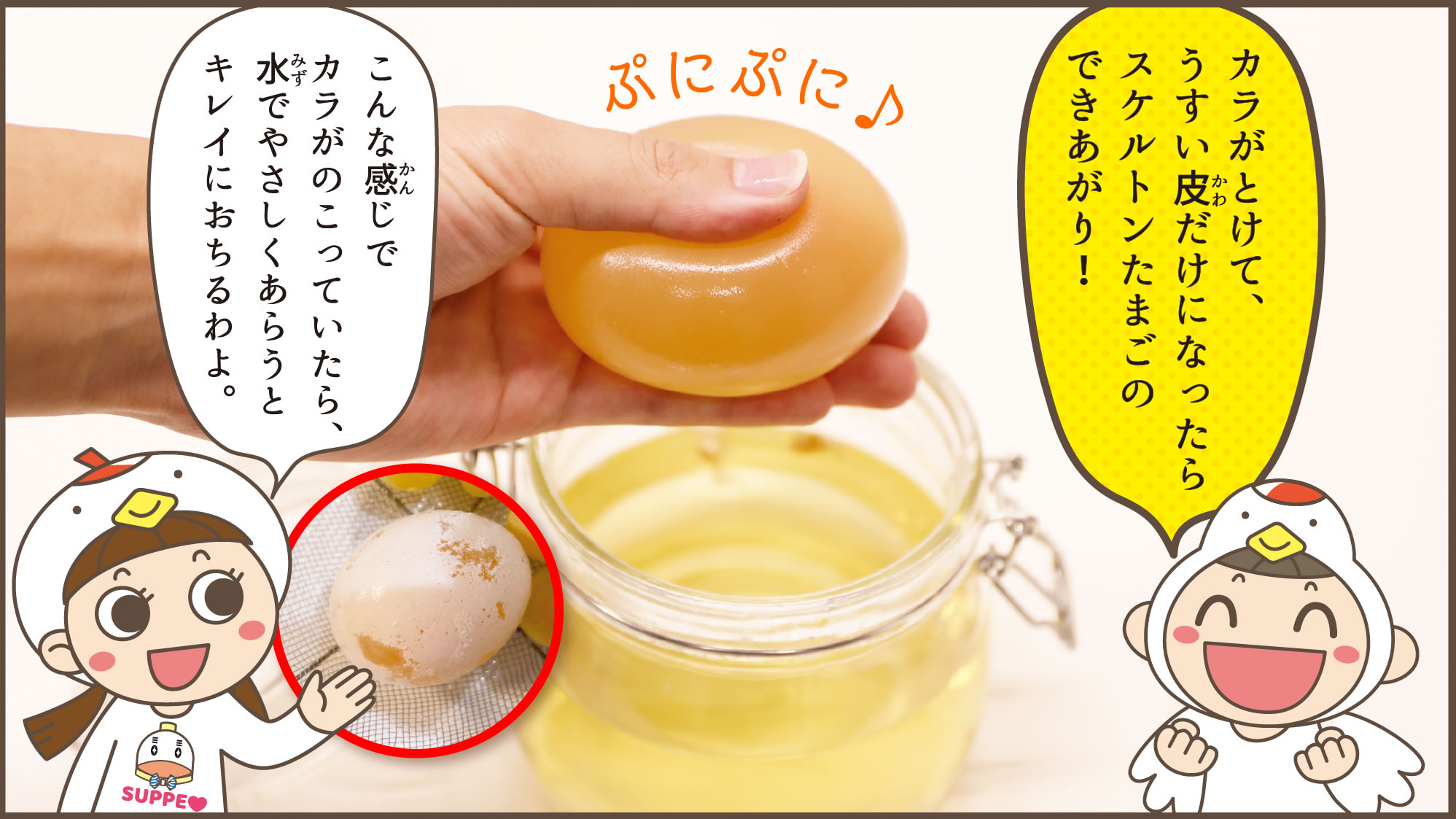 カラがとけてうすい皮だけになったらスケルトン卵の完成